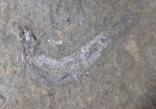 Leptolepis bronni AGASSIZ 1833 - Bild &copy; FossNet FossilienStore